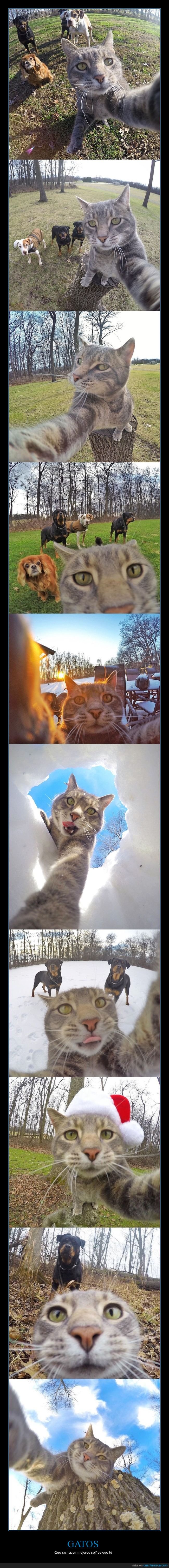 gatos,selfies,fotos