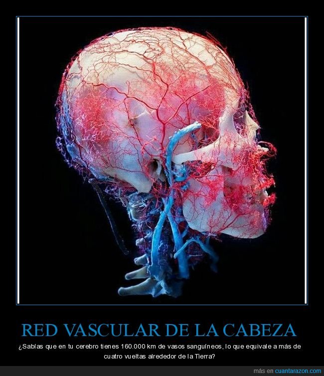 red vascular,cabeza,curiosidades