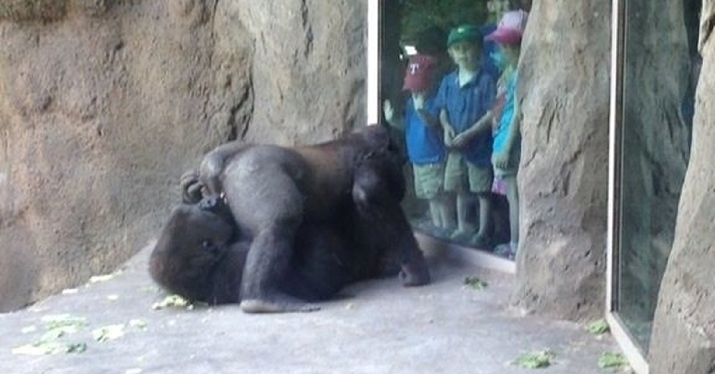 фото гориллы с яйцами