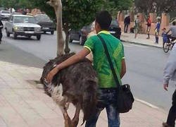 Enlace a Best Friends Forever