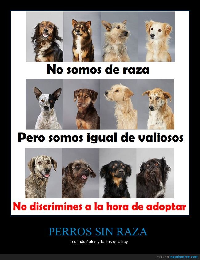 perros,razas,discriminar