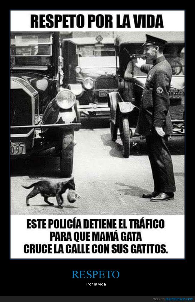 policía,gatos,tráfico