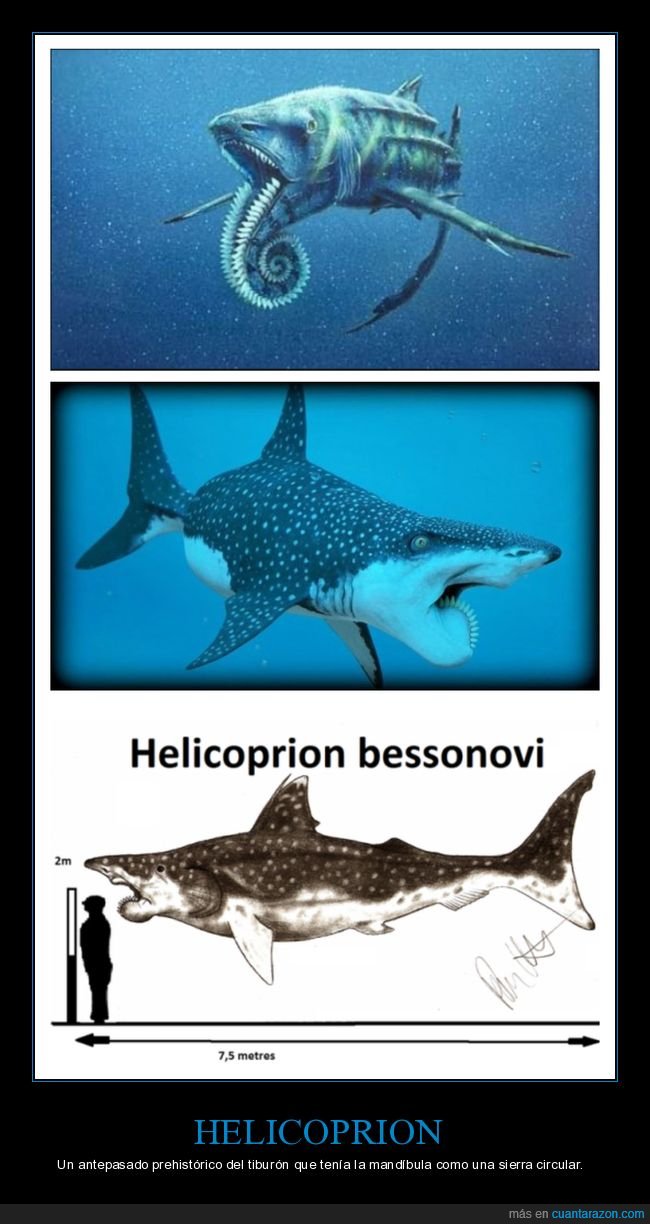 curiosidades,helicoprion,mandíbula,sierra circular,tiburón