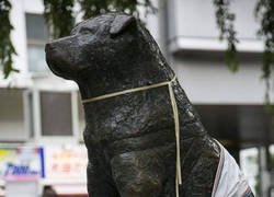 Enlace a Para que Hachiko no se sienta solo