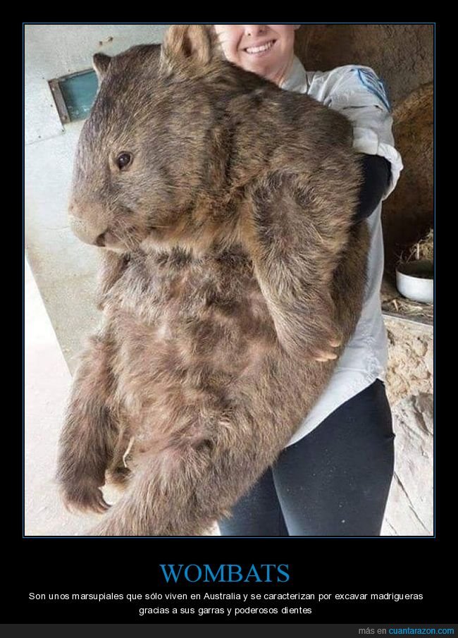 wombat,gigante,curiosidades