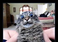 Enlace a Este gato ha visto cosas...