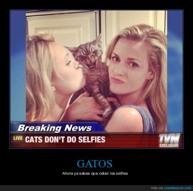 gatos,odiar,selfies