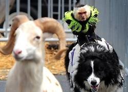 Enlace a Esa cabra está perdida