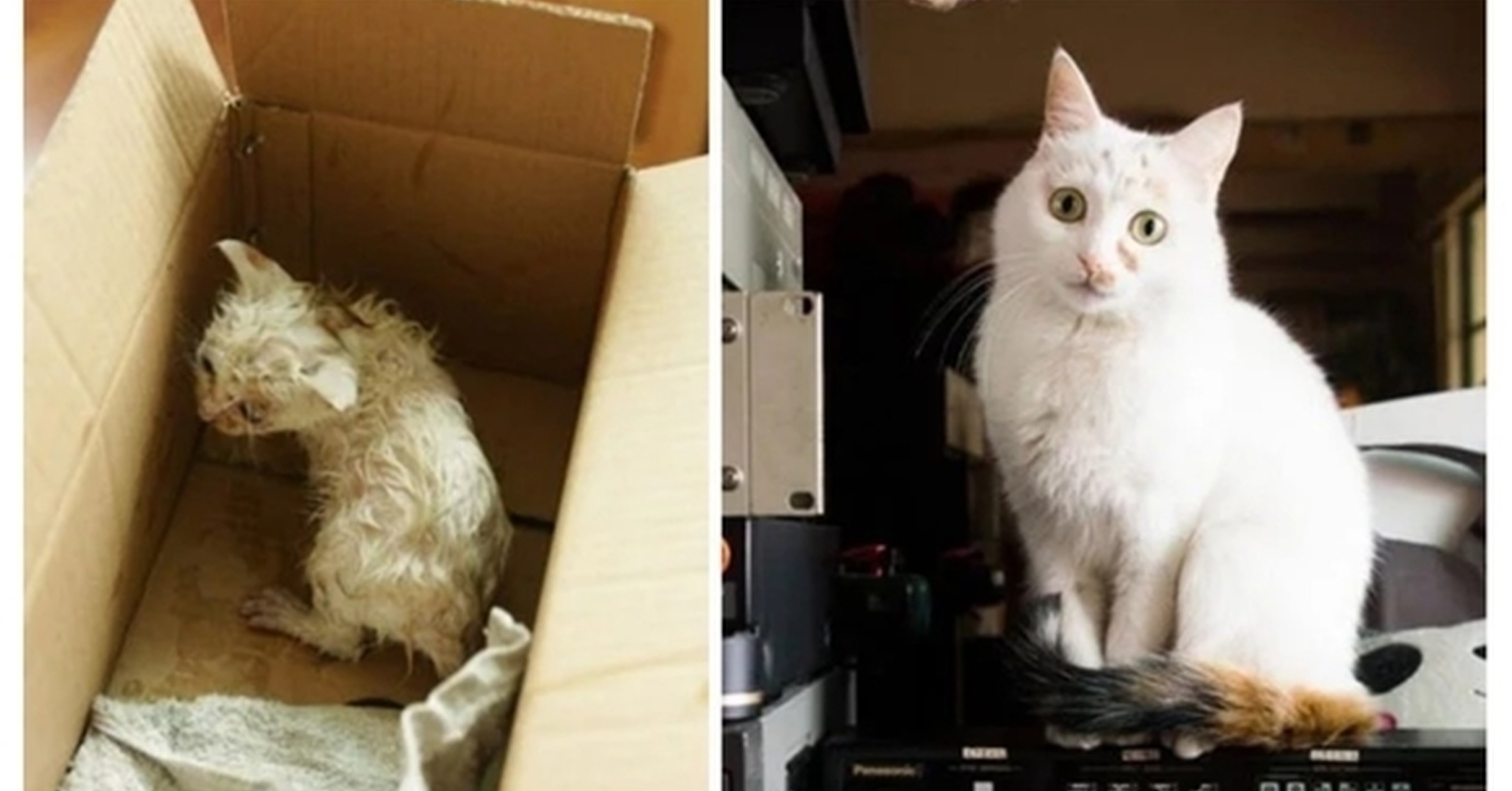 Котенок подобранный с улицы. Бездомные кошки до и после. Бездомные котята до и после. Подобранные котята до и после. Котята до и после спасения.