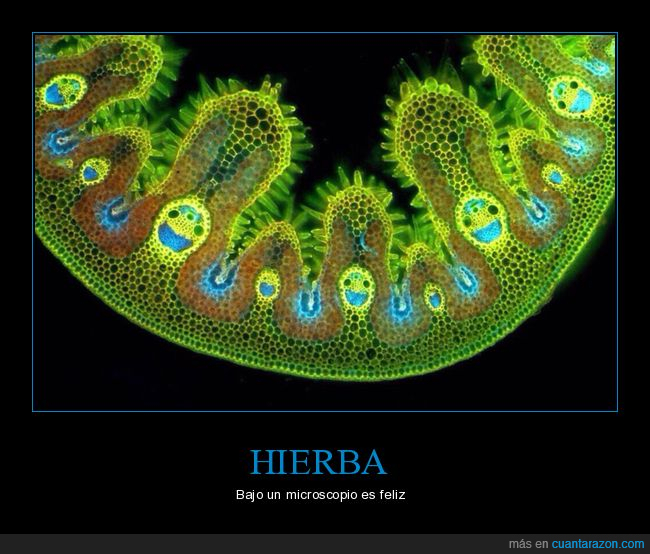 hierba,microscopio,feliz