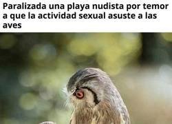Enlace a Un trauma irreparable