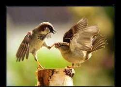 Enlace a Un tronco por el que merece la pena luchar