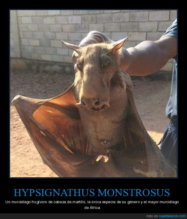 murciélado,cabeza de martillo,hypsignathus monstrosus