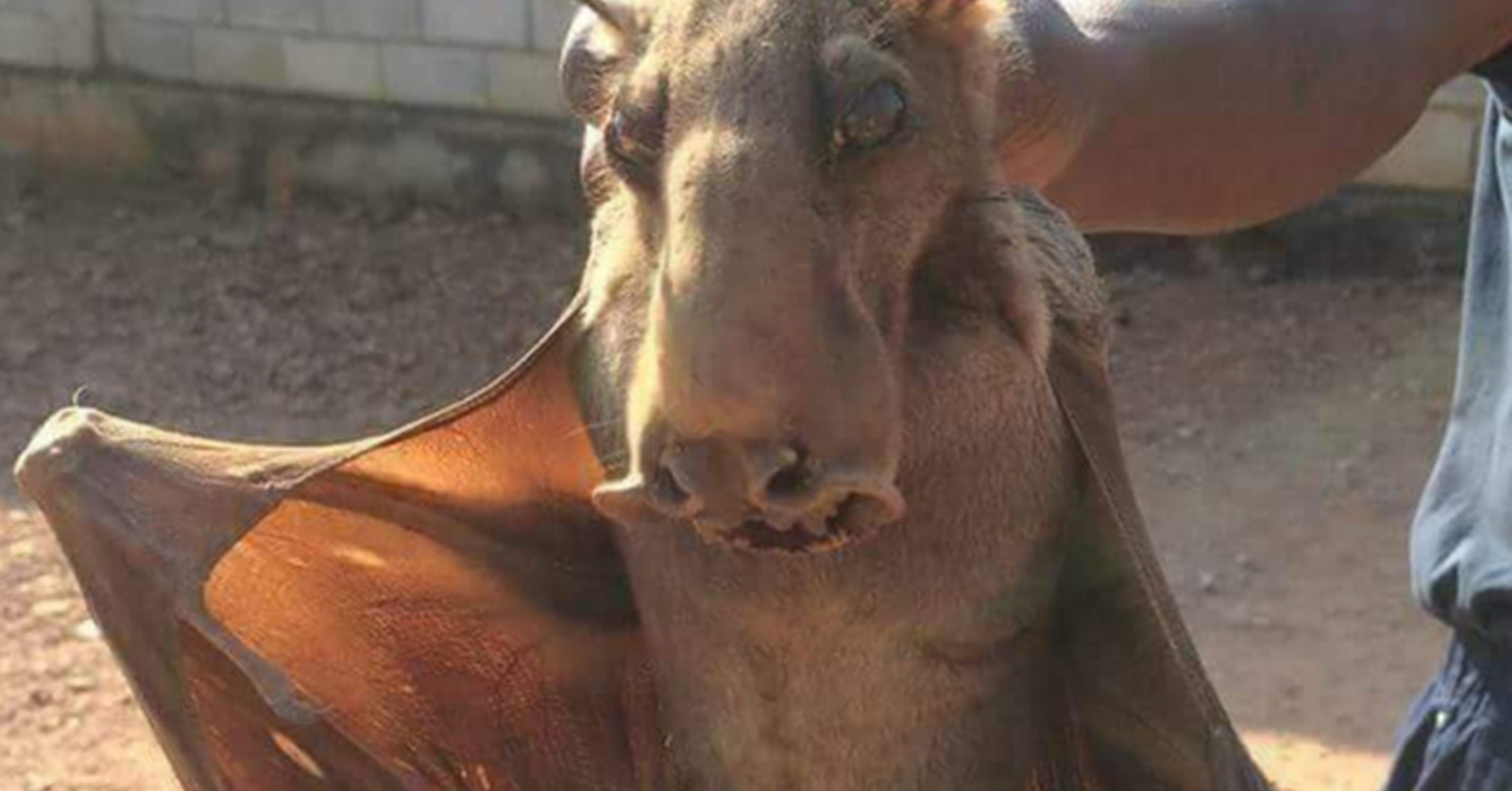 Несуществующие звери. Неизвестные животные планеты. Самые неизвестные животные. Неведомых животных. Неведомых животных.