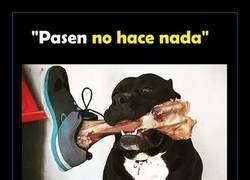 Enlace a Buen perro