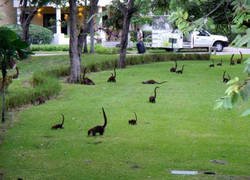 Enlace a Bienvenidos a Mini Jurassic Park