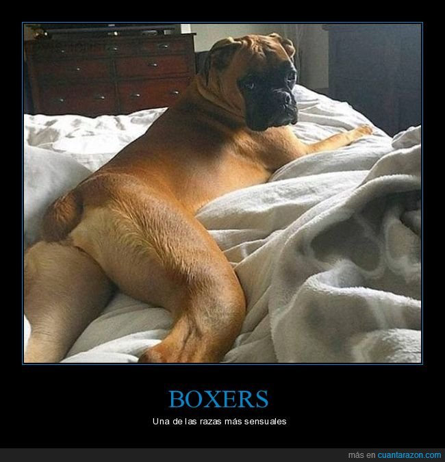 perro,boxer,sensual