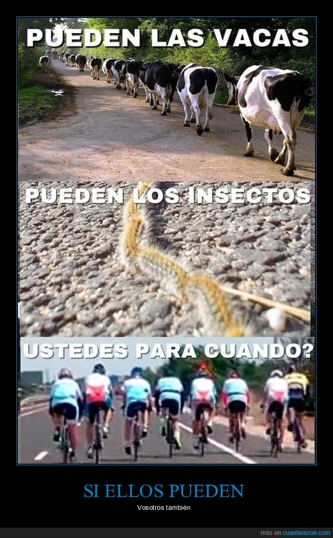 animales,fila,ciclistas