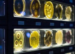 Enlace a Micropia, el primer museo del mundo dedicado a los microorganismos.