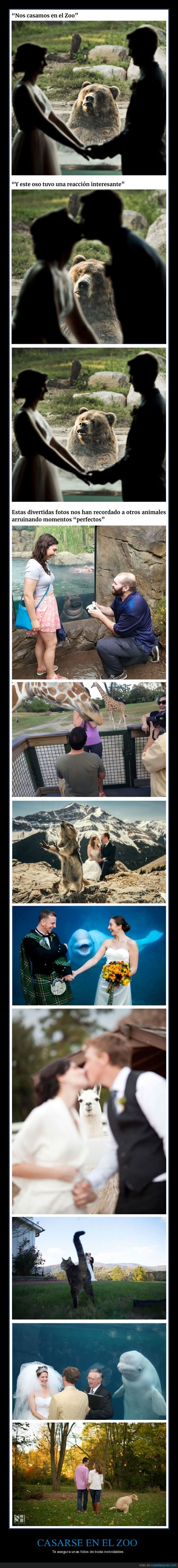 boda,zoo,oso,animales
