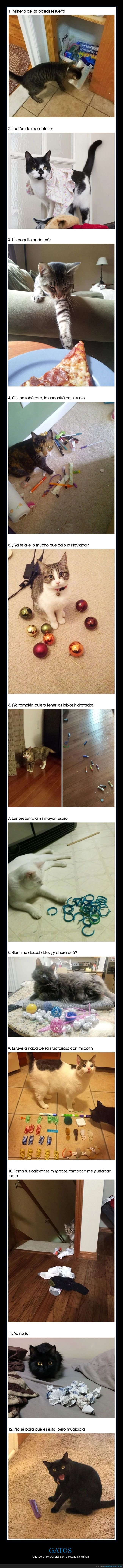 gatos,pillados,escena del crimen