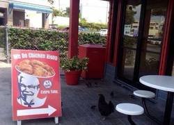 Enlace a Pollos temerarios