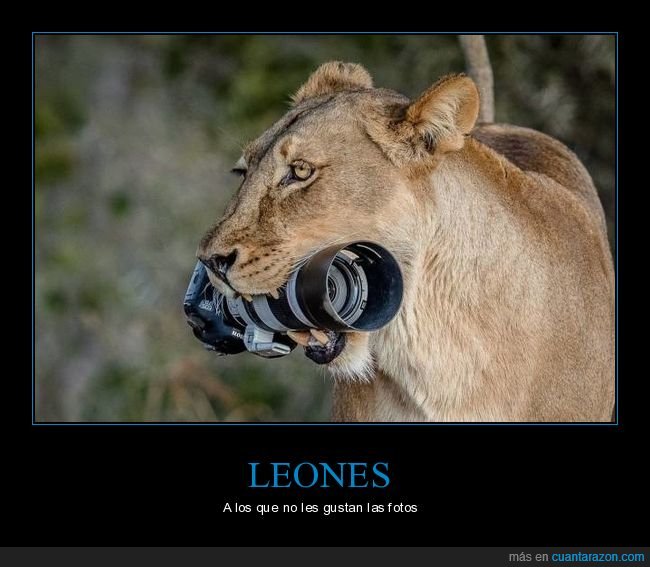león,leona,cámara