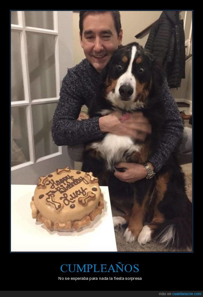 perro,cumpleaños,tarta,cara