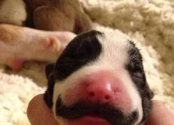 Enlace a Hipster de nacimiento