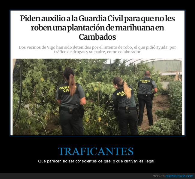 guardia cicil,plantación,marihuana,cambados,galicia,detenidos