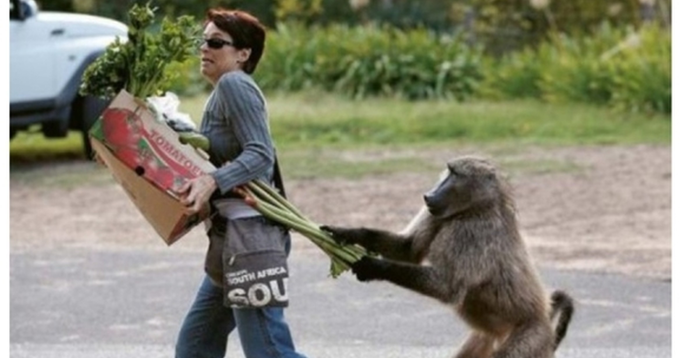 Забавные ситуации. Забавные ситуации с животными. Умные животные. Ситуации животных. Ситуации животных.