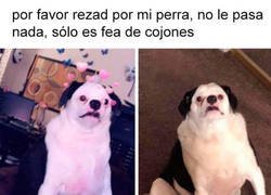 Enlace a Todos los perros son hermosos