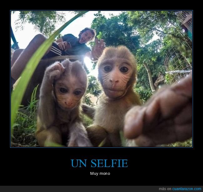 monos,selfie,wtf