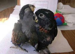 Enlace a Posado natural