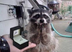 Enlace a ¿TE CASAS CONMIGO?