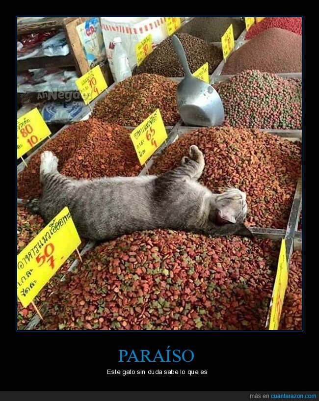 gato,comida,paraiso