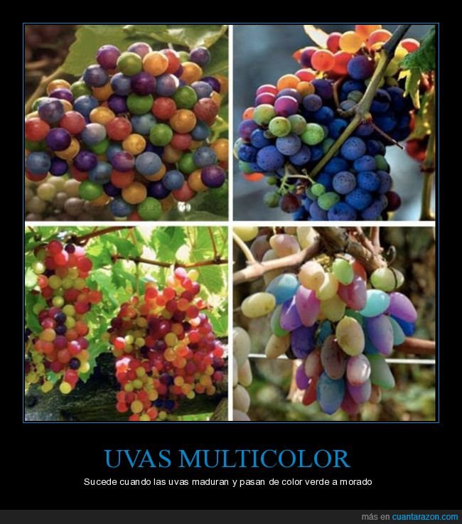 uvas,multicolor,fake,wtf