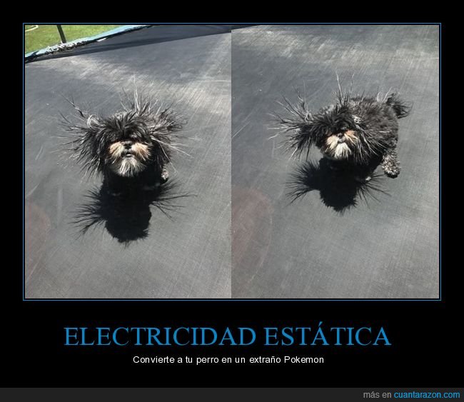 electricidad estática,perro,pelo