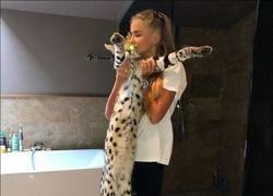 Enlace a Todos los felinos son de goma