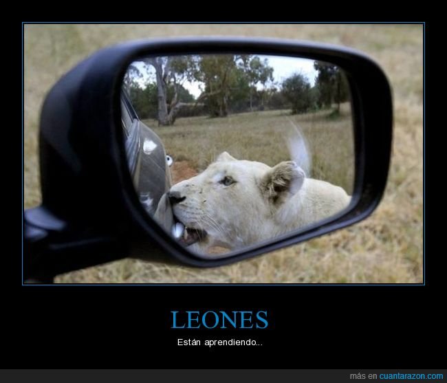 coche,leona,puerta