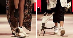 Enlace a Se cuela un gato en una pasarela de moda y triunfa más que las modelos