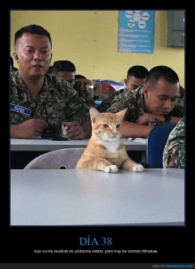 gatos,militares,ejército