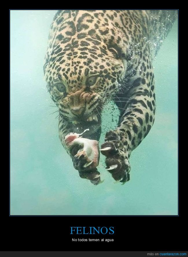 leopardo,agua,cara