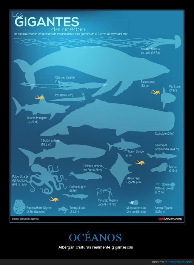 gigantes,océanos,animales,tamaños,curiosidades