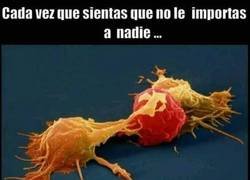 Enlace a Gracias, leucocitos :D