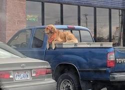 Enlace a El perro molón
