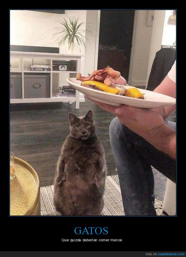 gato,comida,gordo