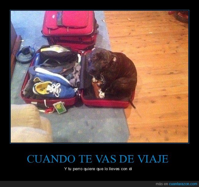 maleta,viaje,perros