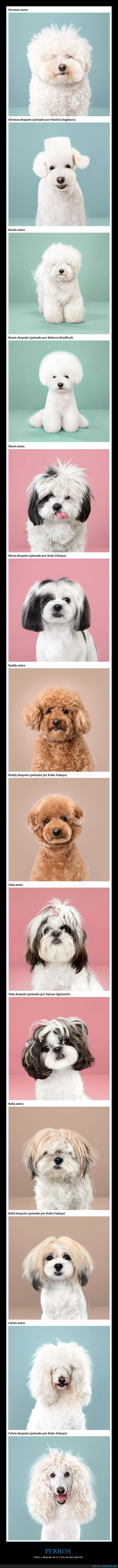 perros,antes,después,corte de pelo,japonés