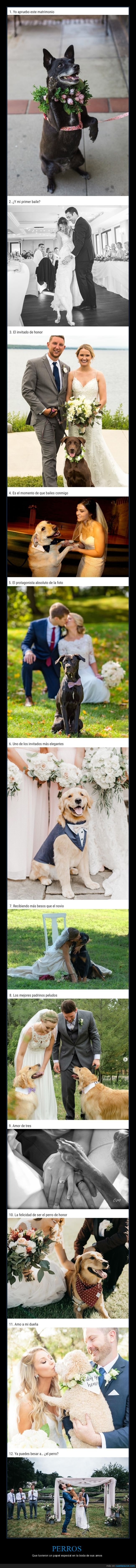 perros,bodas